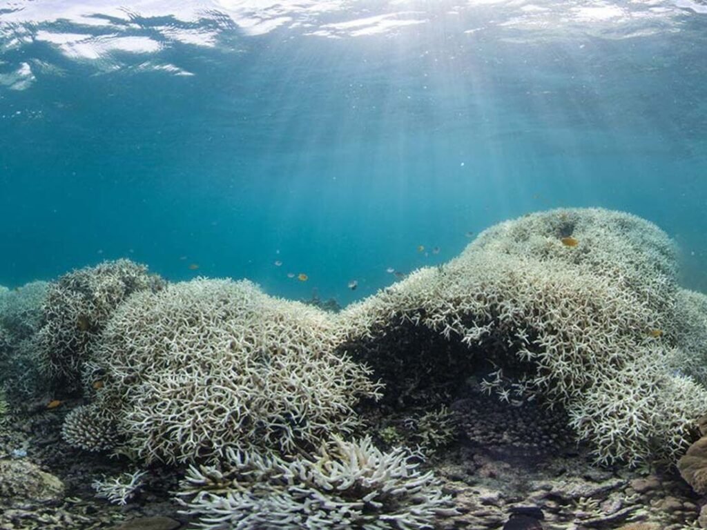 Devastating coral bleaching up close, reminding me of that beach trip where the water felt too warm.