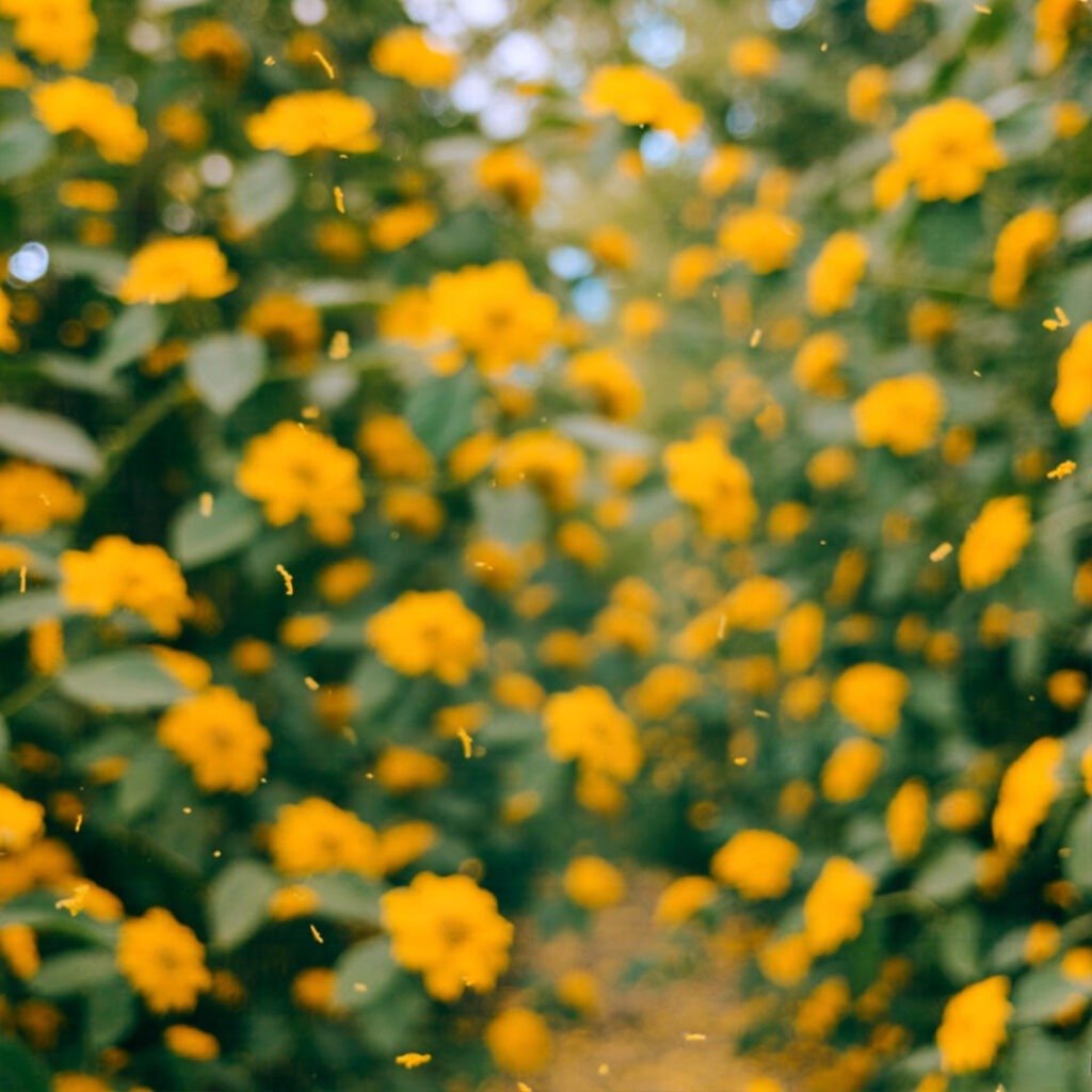 Blurry yellow flowers shedding pollen clouds on high-count day.